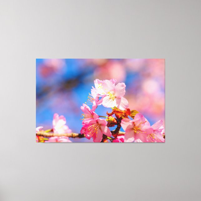 Pink Sakura Blossoms On A Sunny Day Of Spring Canvas Print (Front)