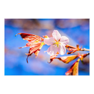 Pink Sakura Flower Blue Sky Photo Print