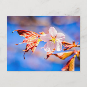 Pink Sakura Flower Blue Sky Postcard