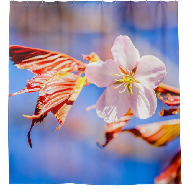 Pink Sakura Flower Blue Sky Shower Curtain (Front)