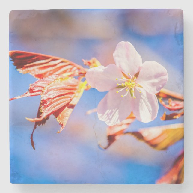 Pink Sakura Flower Blue Sky Stone Coaster (Front)