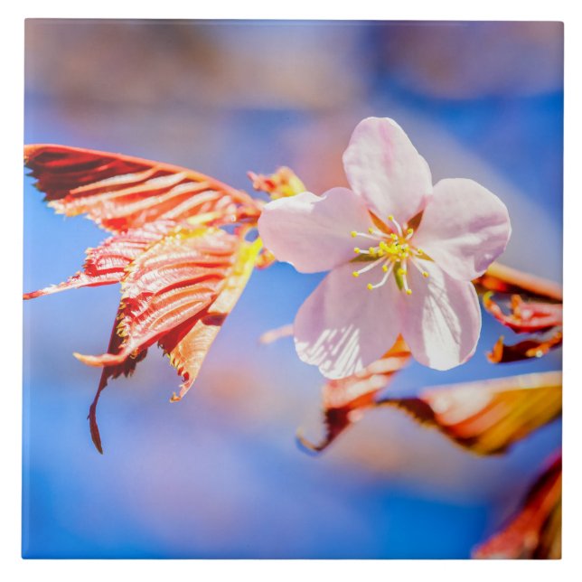 Pink Sakura Flower Blue Sky Tile (Front)