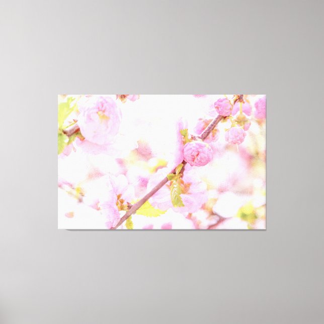 Pink sakura flowers - Japanese cherry blossom Canvas Print (Front)