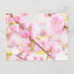 Pink sakura flowers - Japanese cherry blossom Postcard