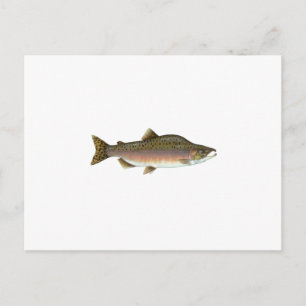 Pink Salmon Postcard