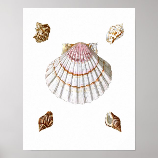 Pink Scallop Sea Shell Print no.19 Beach Decor (Front)