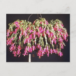 Pink Schlumbergera Bridgesii (Christmas Cactus) fl Holiday Postcard