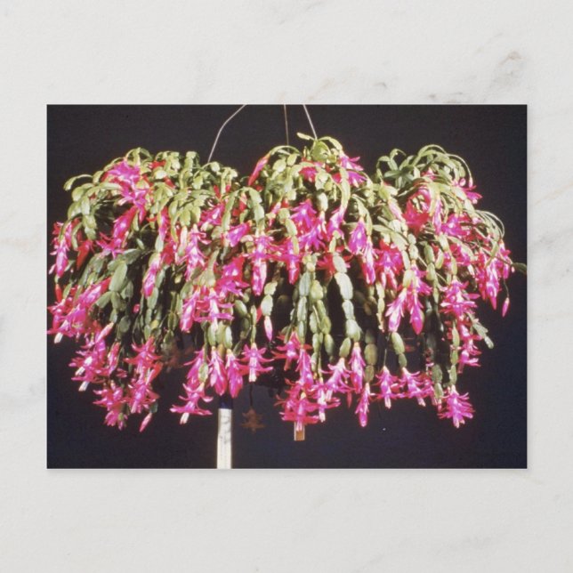 Pink Schlumbergera Bridgesii (Christmas Cactus) fl Holiday Postcard (Front)