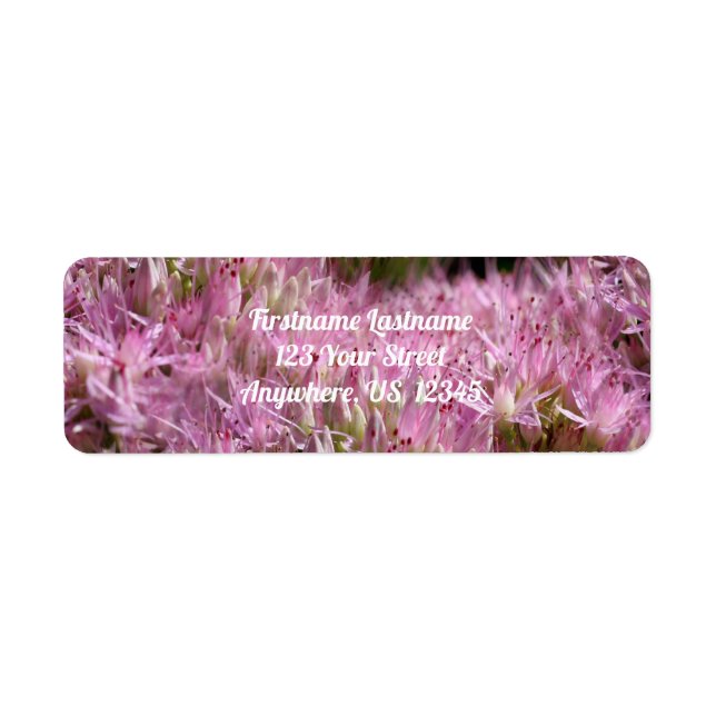 Pink Sedum Autumn Flowers Multiplied Address (Front)