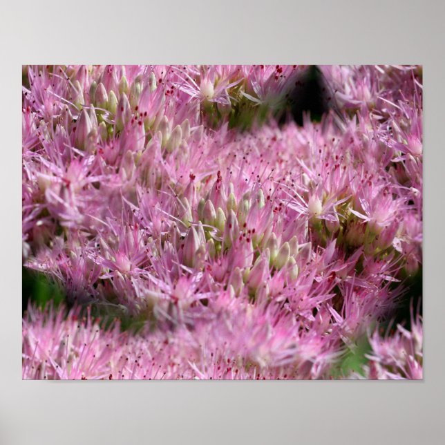 Pink Sedum Autumn Flowers Multiplied Poster (Front)
