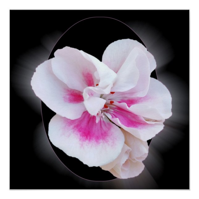 Pink Shades Poster (Front)