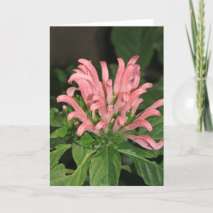 Pink Shrimp Plant Note Card