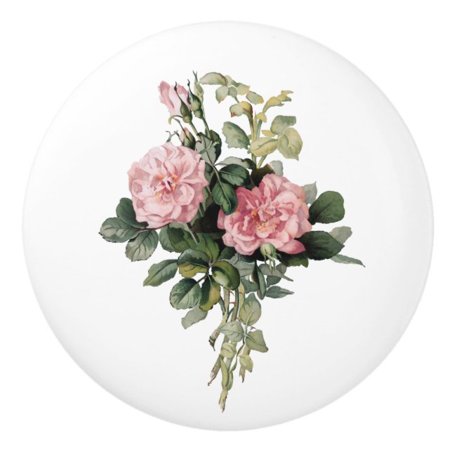 Pink Shrub Rose  Botanical Art  Round Knob (Front)