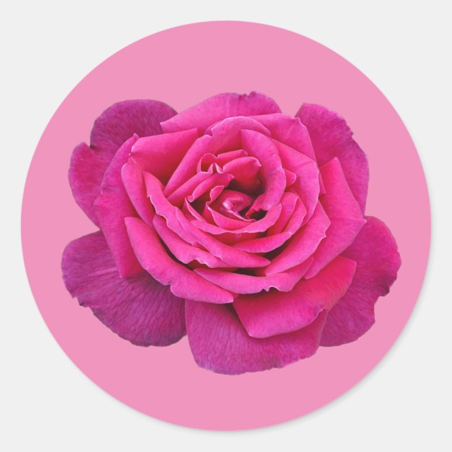 Pink single rose classic round sticker (Front)