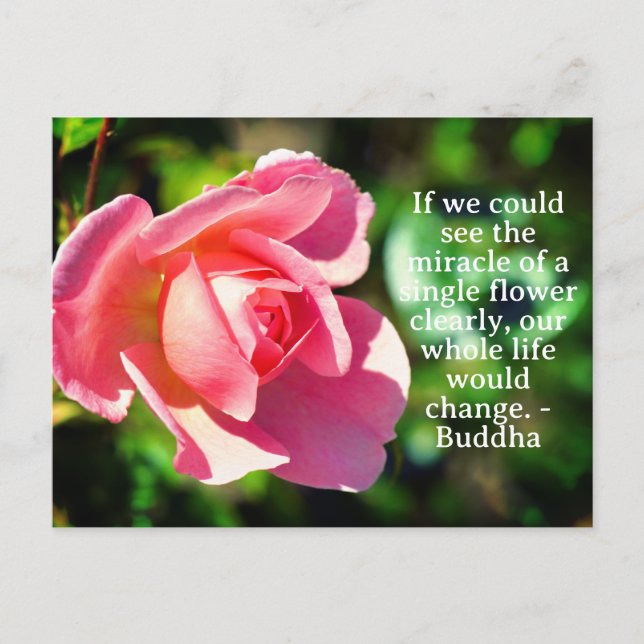 Pink Single Rose Motivational Quote Postcard (Front)