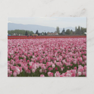 Pink Skagit Valley Tulips Postcard