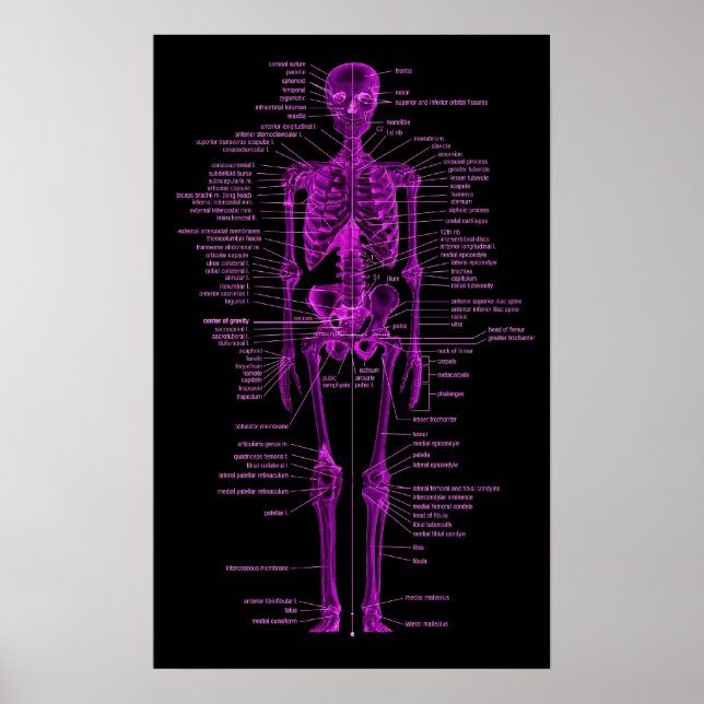pink skeleton poster (Front)