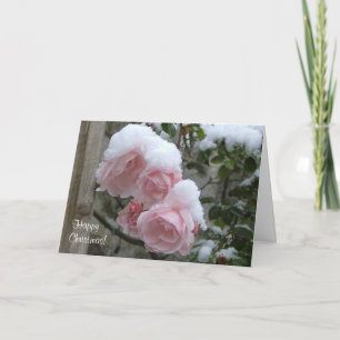 Pink snow covered roses Xmas Holiday Card