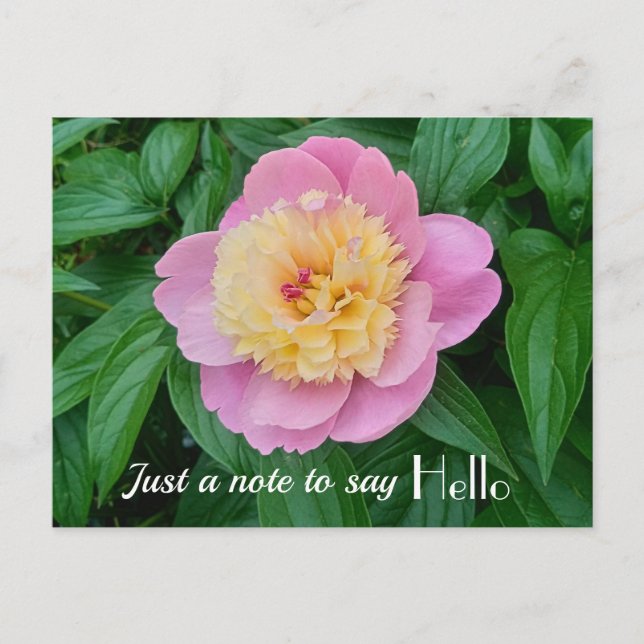 Pink Sorbet Peony Hi Hello Expression  Postcard (Front)