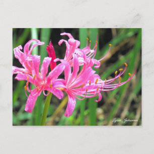 Pink Spider Lily [Postcard] Postcard