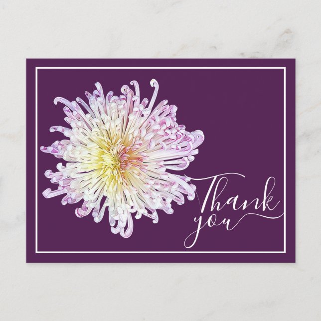 Pink Spider Mum With Purple Background Thank You Postcard (Front)