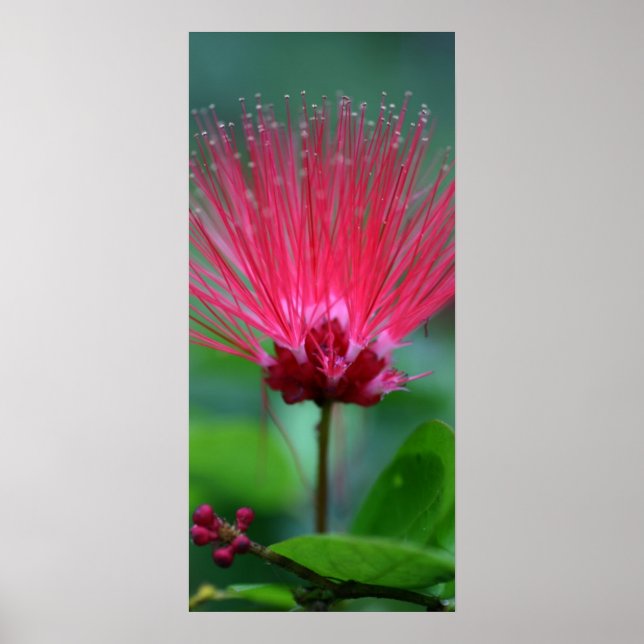 Pink Spikes Poster (Front)