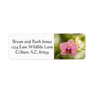 Pink spotted orchid