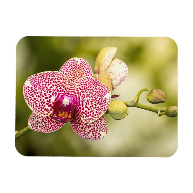 Pink spotted orchid magnet (Horizontal)