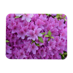 Pink Spring Azaleas Magnet