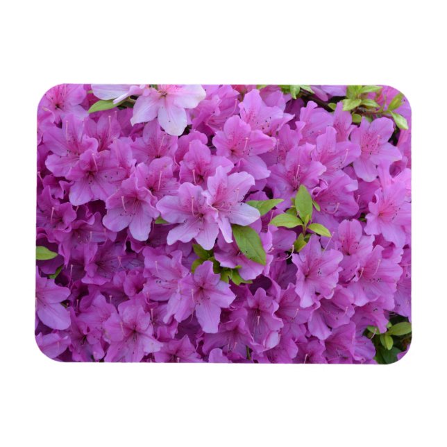 Pink Spring Azaleas Magnet (Horizontal)