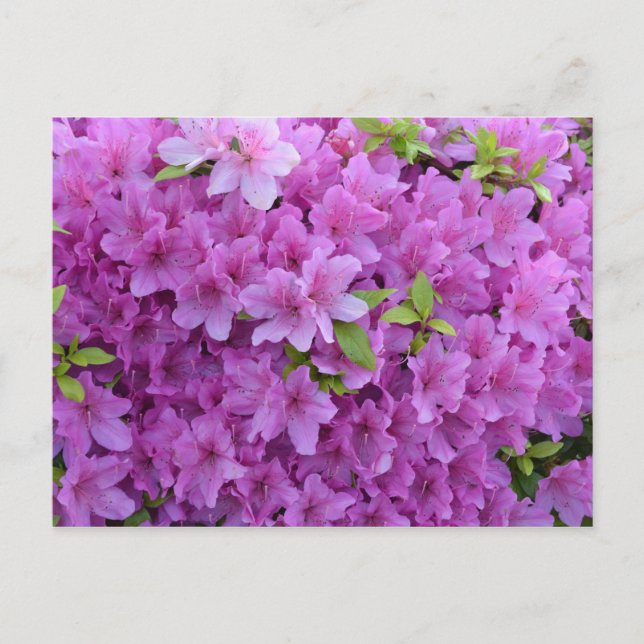 Pink Spring Azaleas Postcard (Front)