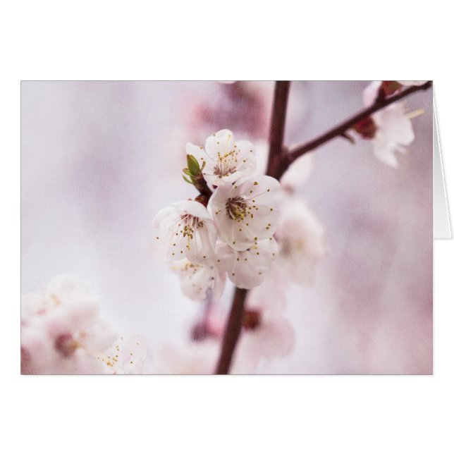 Pink spring blossoms (Front Horizontal)