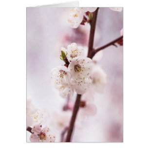 Pink spring blossoms