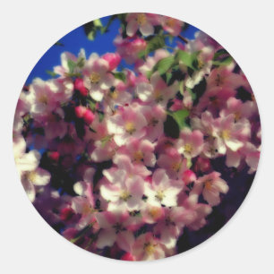 Pink Spring Blossoms Flower  Classic Round Sticker