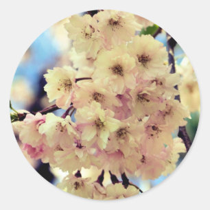Pink Spring Blossoms Flower  Classic Round Sticker