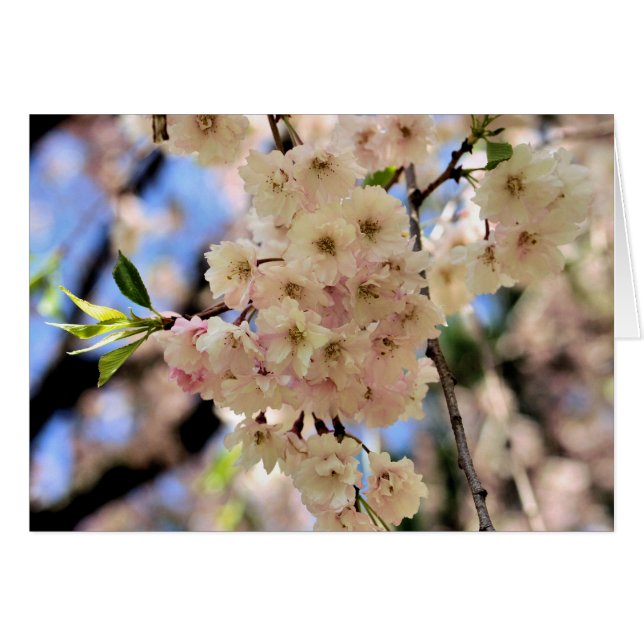 Pink Spring Blossoms Flower Photography Card (Front Horizontal)