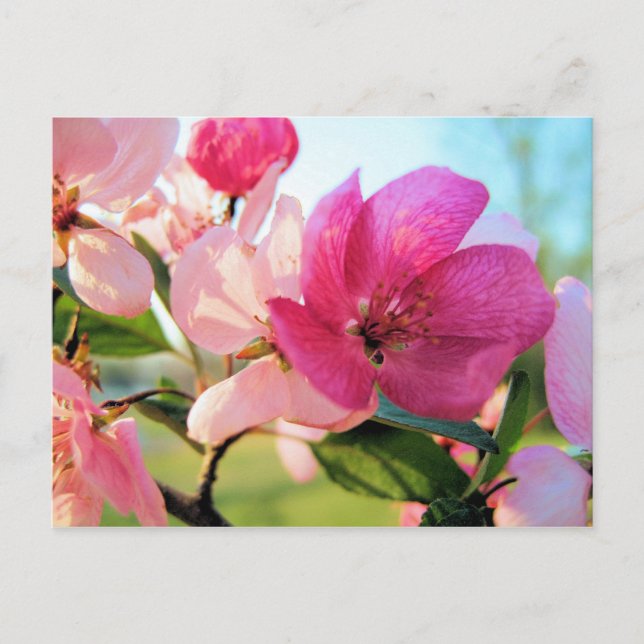 Pink Spring Blossoms Postcard (Front)