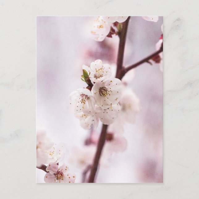 Pink spring blossoms postcard (Front)