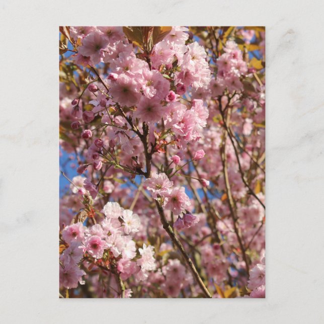 Pink Spring Cherry Blossom Postcard (Front)
