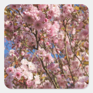Pink Spring Cherry Blossom Square Sticker