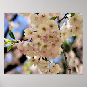Pink Spring Flower Blossoms 3 Poster