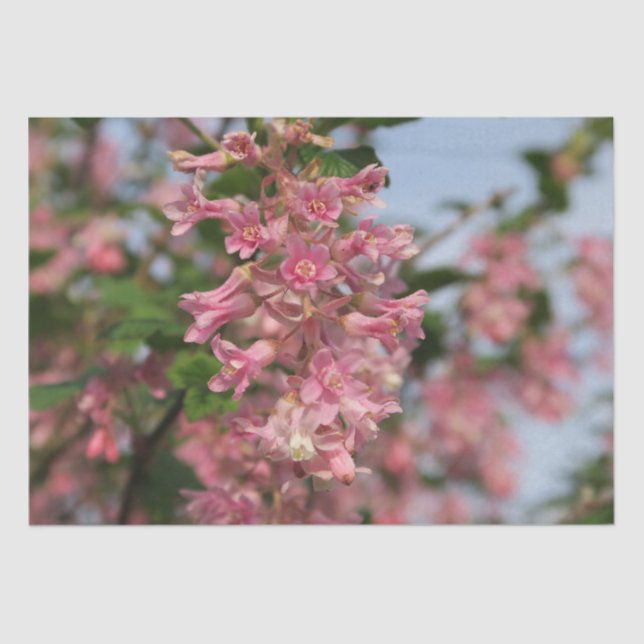 pink spring flower paper (Front)