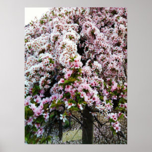 PINK SPRING Japanese Magnolia poster
