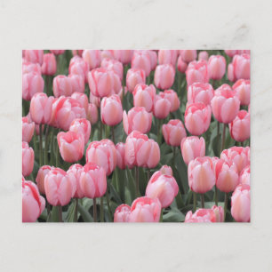 Pink Spring Tulip Flowers  Postcard