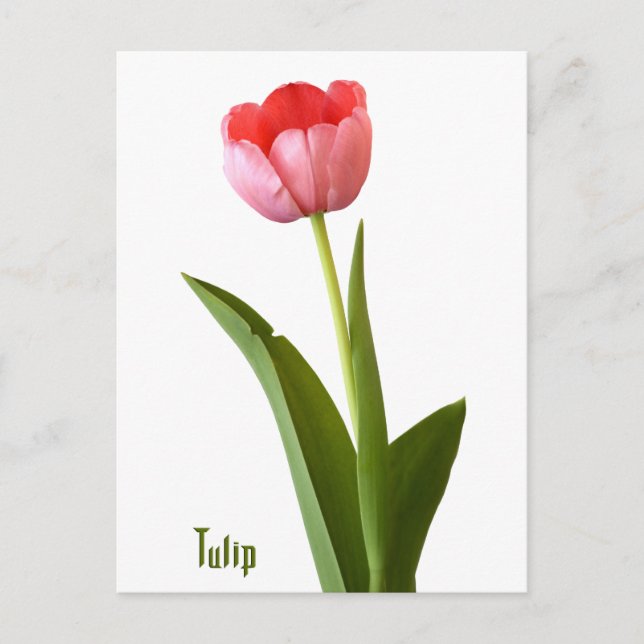 Pink Spring Tulip Nature Floral Photography Postcard (Front)