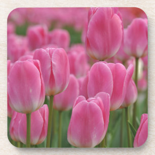 Pink spring tulips coaster