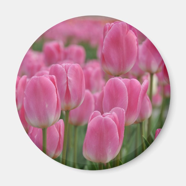 Pink spring tulips magnet (Front)