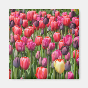 Pink spring tulips magnet