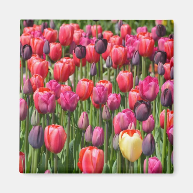 Pink spring tulips magnet (Front)
