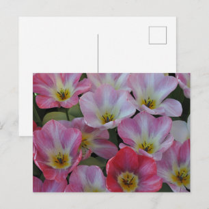 Pink spring tulips postcard